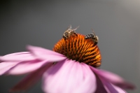 Macro photography of bees on a flower.